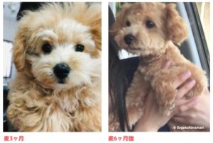 マルプーむぎ先生のために犬用サークルを作ってしまった