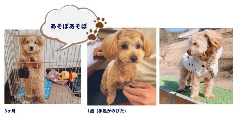 マルプー 成犬になるとどうなる